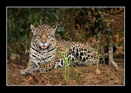 Jaguar i Pantanal, Brasilien