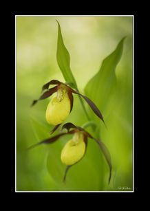 Guckusko, vår vackra vilda orkidé.